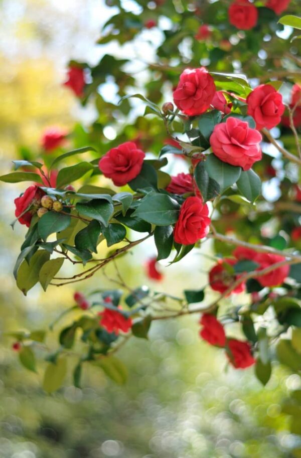 Red Camellia Japonica Plant - Victor Emmanuel | Carbeth Plants