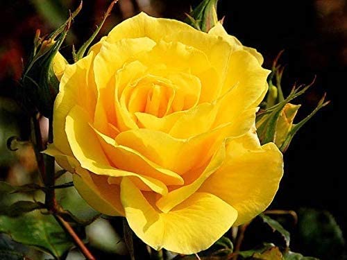 Happy Birthday Rose Gift | Carbeth Plants