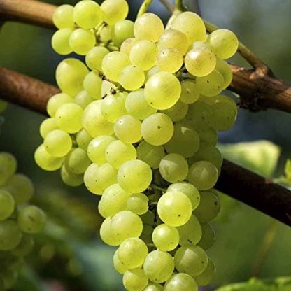 Grape Vine Plant - Vitis Bianca | Carbeth Plants