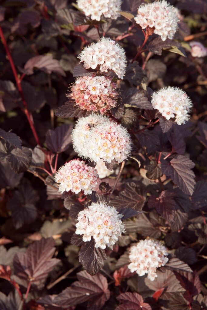 Physocarpus - 'Lady in Red' | Carbeth Plants