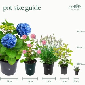 plant pot size guide carbeth plants