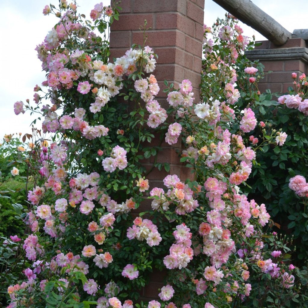Huge Tricolour Climbing Rose Bush | Carbeth Plants