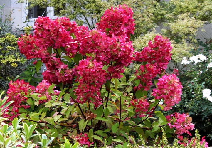 Hydrangea paniculata – Red' Plants