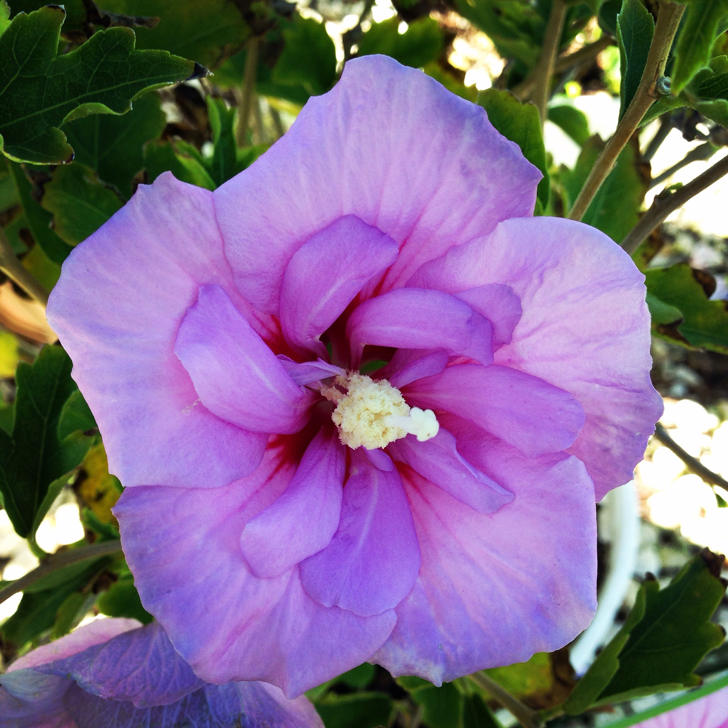 Hibiscus syriacus - Rose of Sharon - (Lavender) | Carbeth Plants