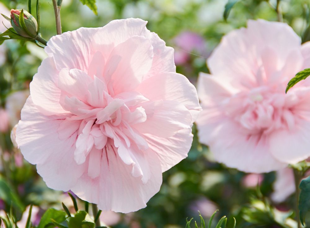 Hibiscus syriacus - Rose of Sharon - (Pink Chiffon)