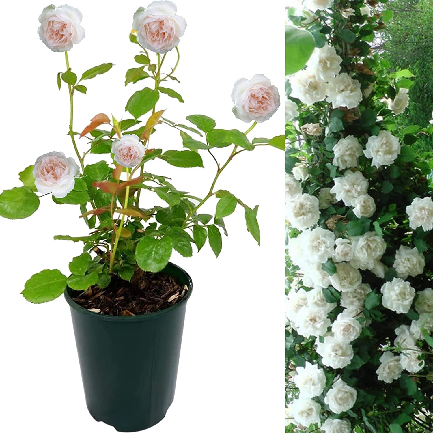 Image of Madame Alfred Carriere rose bush