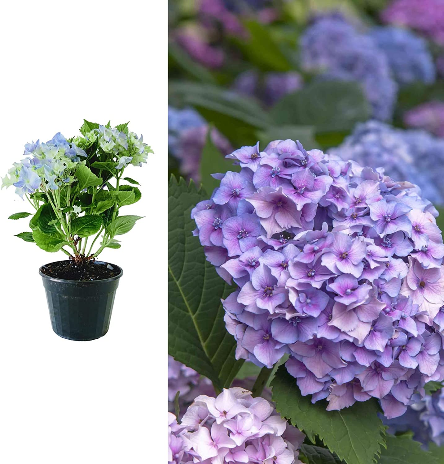 Hydrangea Macrophylla 'nikko Blue' 