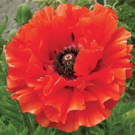 Poppy Plant - Eye Catcher 