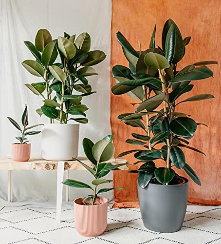 Ficus Elastica Tineke - Rubber Plant | Carbeth Plants