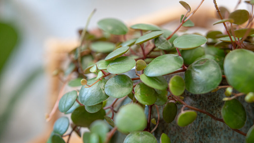 Peperomia Pepperspot | Carbeth Plants