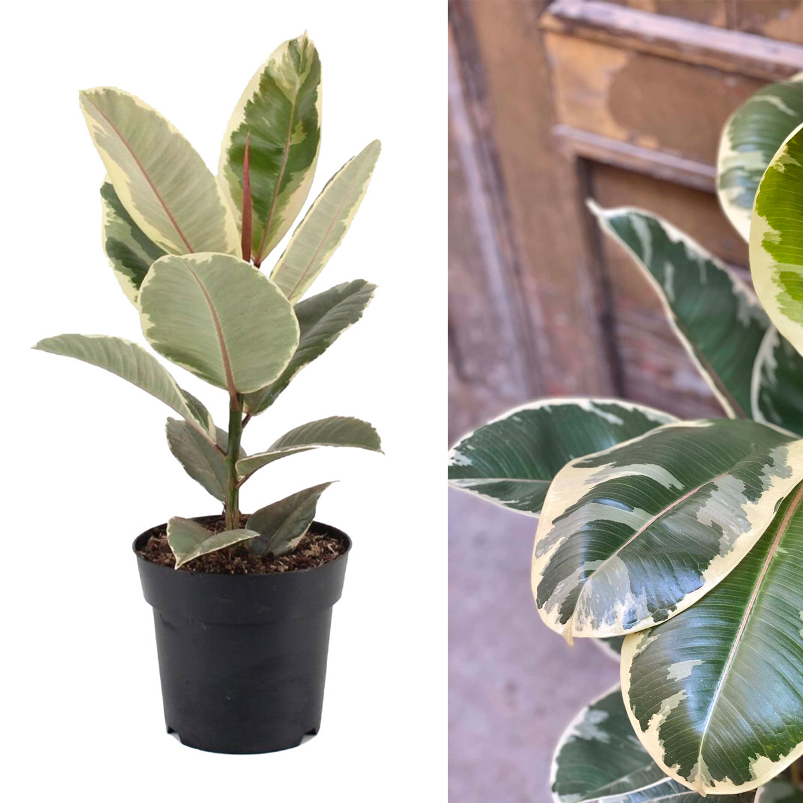 Ficus Elastica Tineke - Rubber Plant | Carbeth Plants