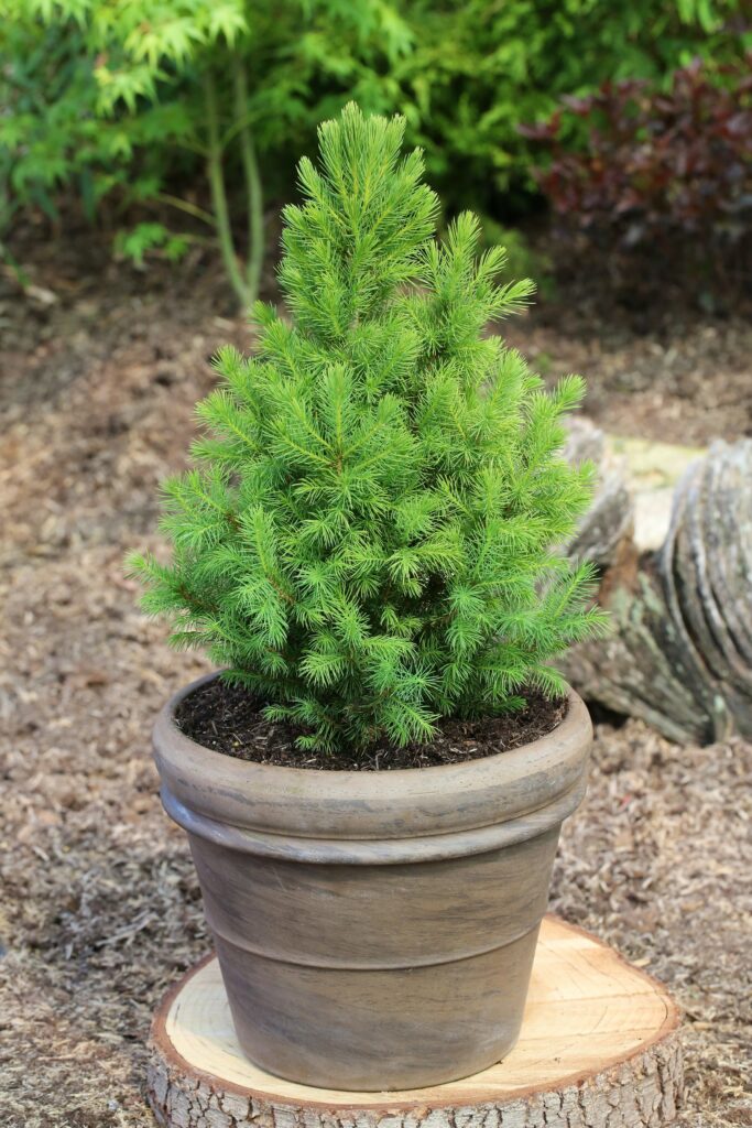 Picea glauca 'Conica' In 3 Litre Pot - Hessian Gift Wrap | Carbeth Plants