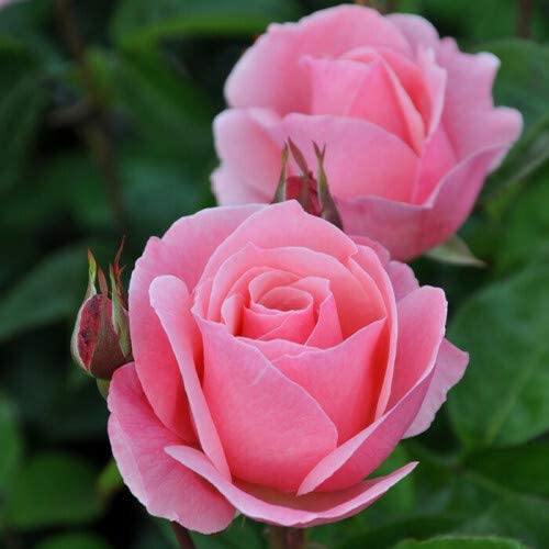 Rose Queen Elizabeth bare root (pink) single