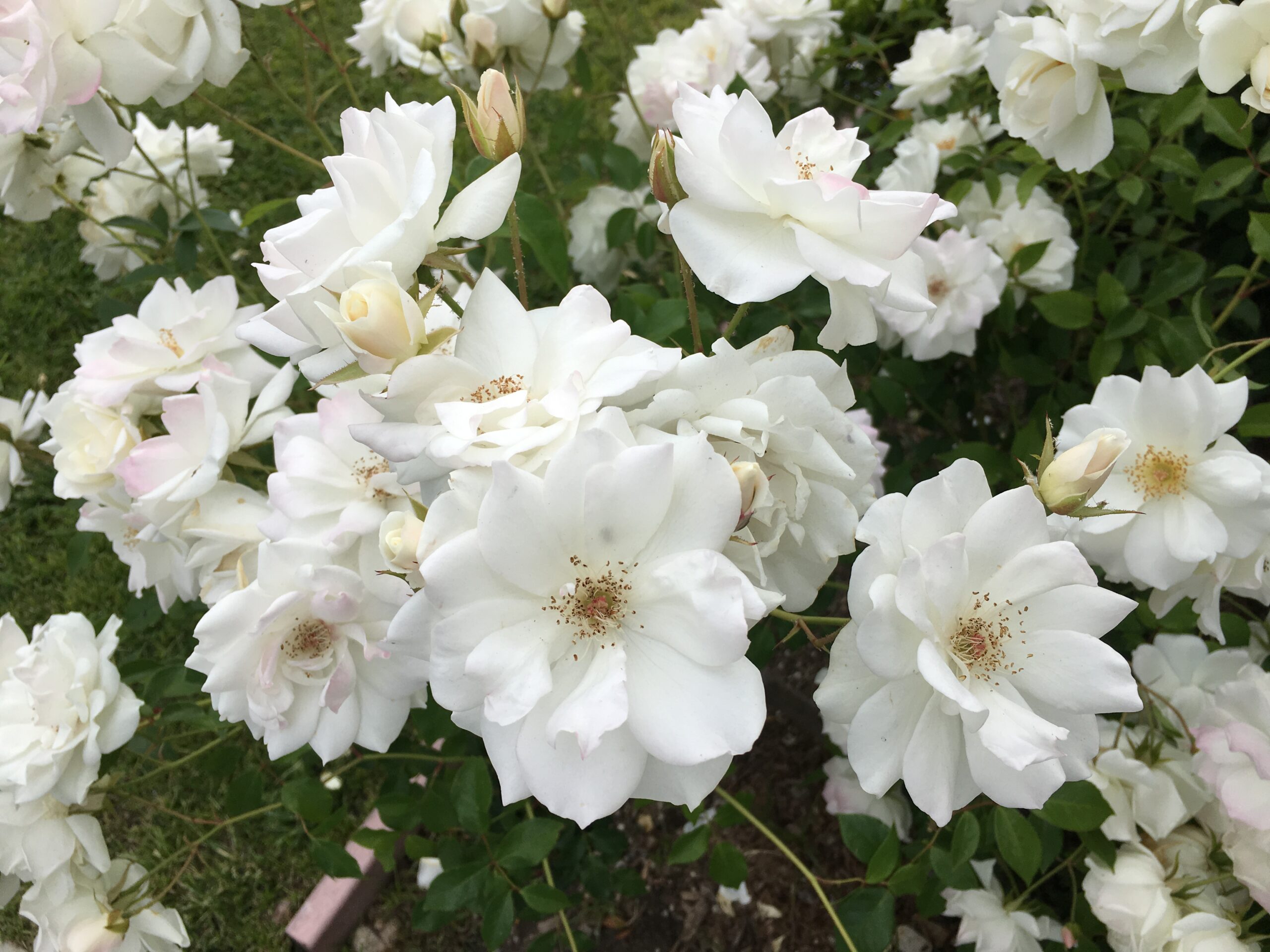 Silver Wedding Rose Plant – 25th Wedding Anniversary Gift | Carbeth Plants