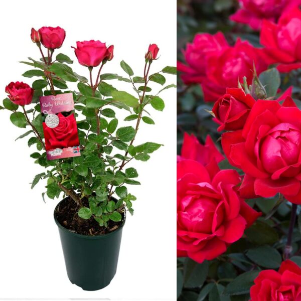 Ruby Wedding Rose Plant - 40th Wedding Anniversary Gift 