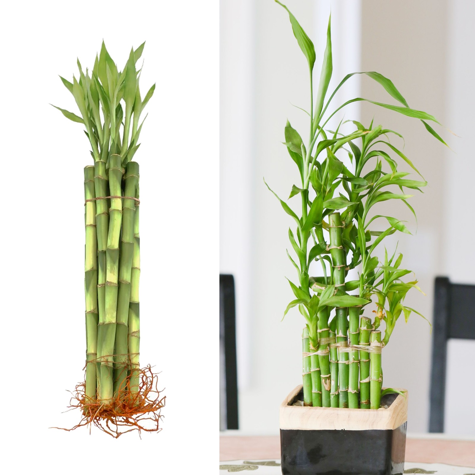 Lucky Bamboo 40cm 4 Straight Stems Carbeth Plants