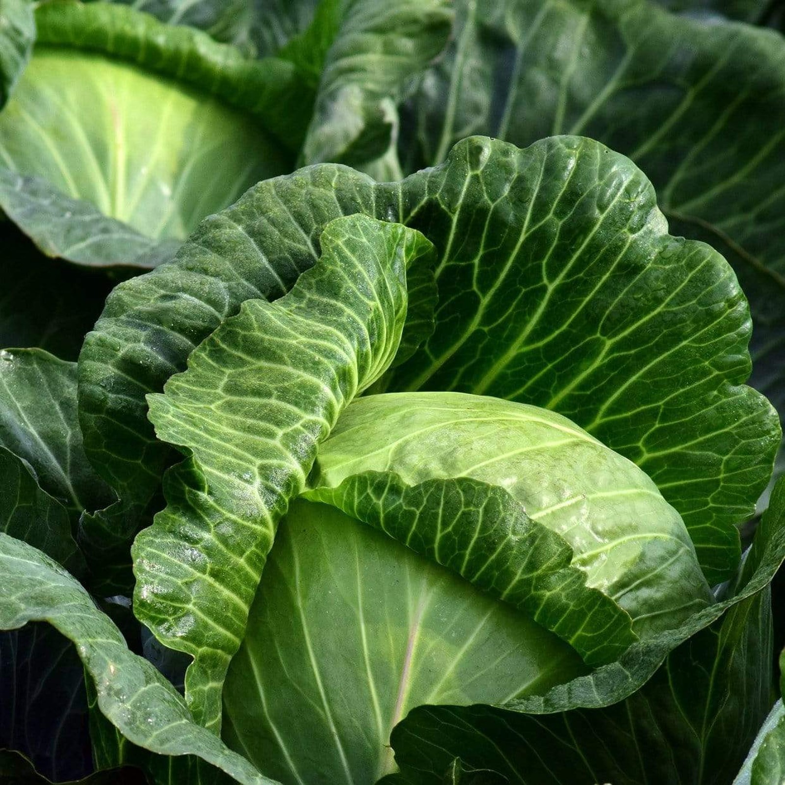 Cabbage ‘Savoy F1’ – Spring Greens (8 Pack) | Carbeth Plants