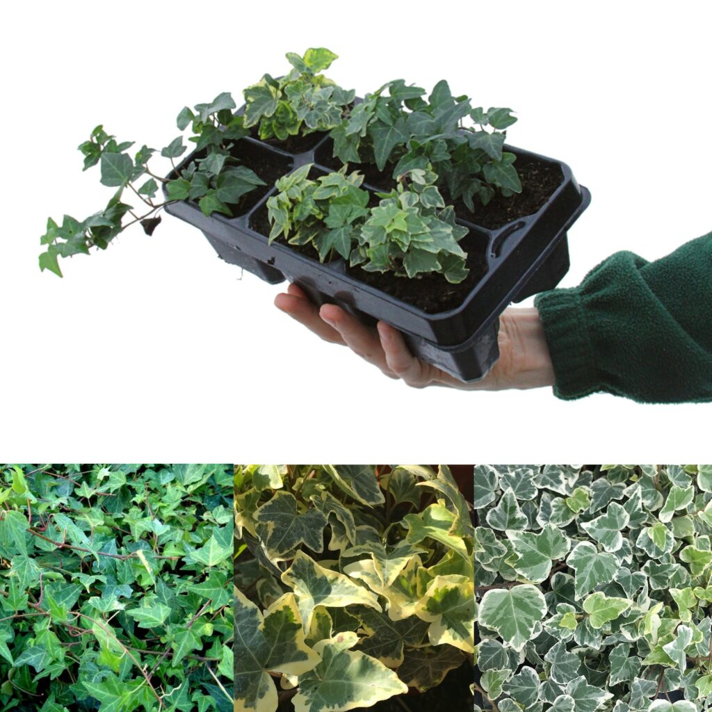 X Mixed Hedera Helix Ivy Plants Carbeth Plants