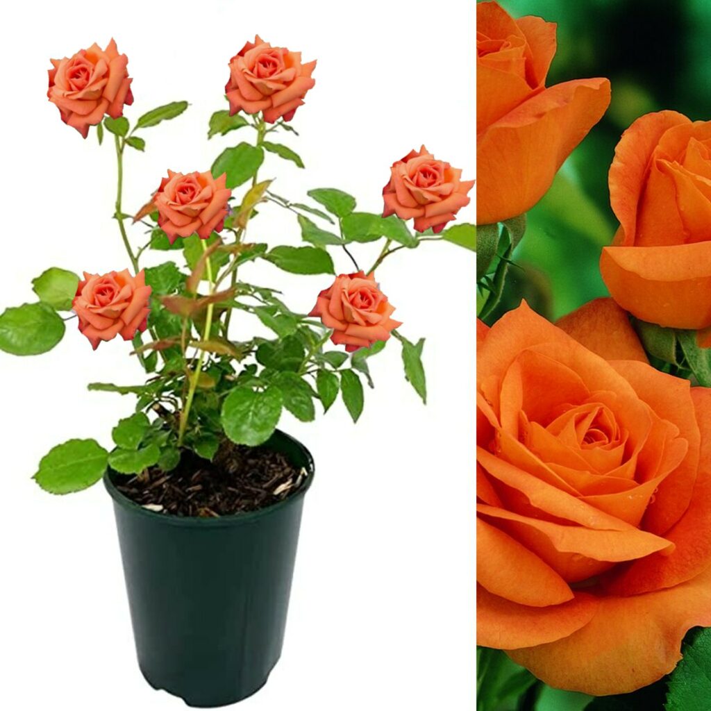 Orange Rose Bush - Orange Sensation | Carbeth Plants