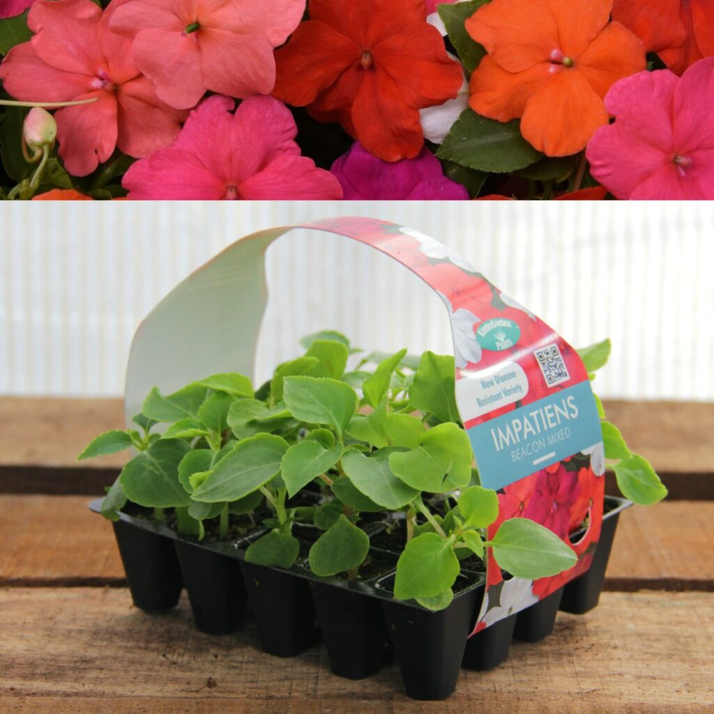 Plug Plants - Impatiens (Busy Lizzie) Beacon Mixed | Carbeth Plants