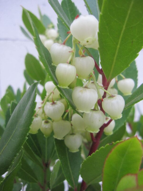 Arbutus unedo Compacta (Strawberry Tree Compacta) | Carbeth Plants