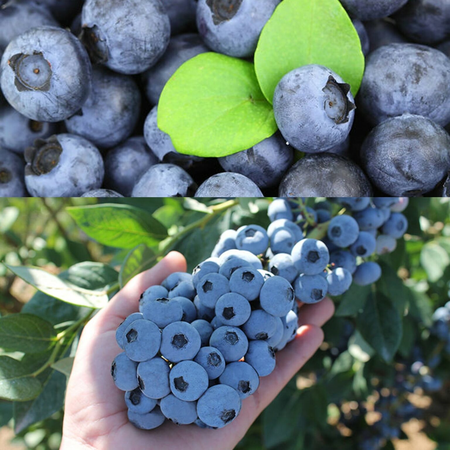 Blueberry Plant - Titanium 1.5L Pot | Carbeth Plants