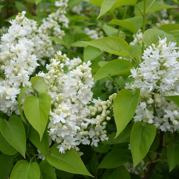White Syringa Flowerfesta - Dwarf Korean Scented Lilac Tree | Carbeth ...