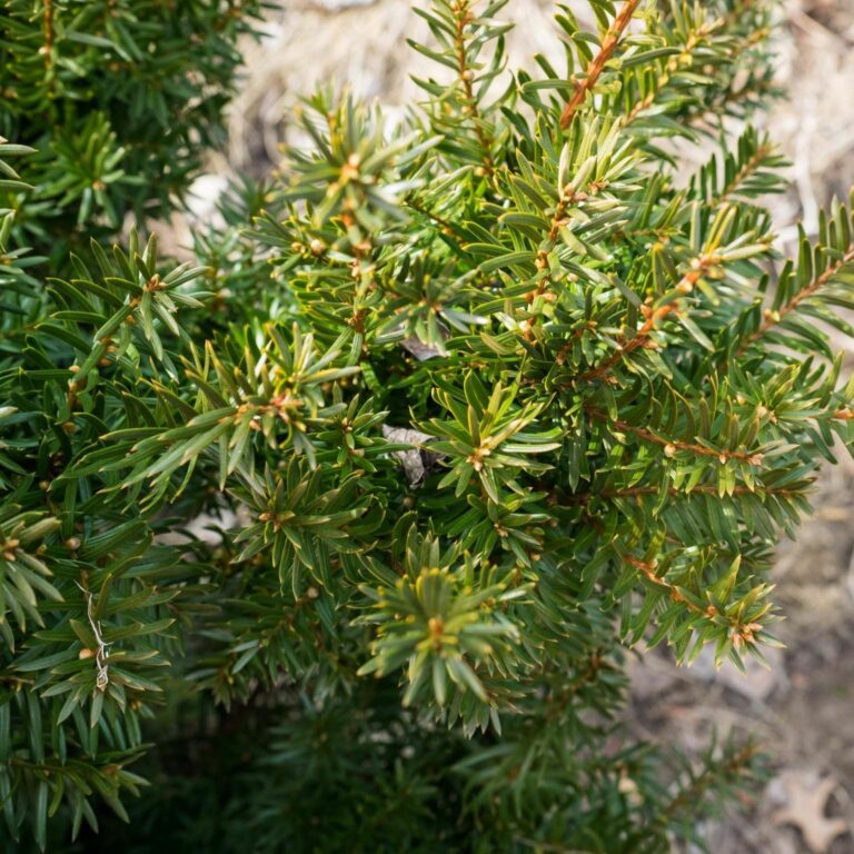 Taxus Media Densiformis - 2 Plants | Carbeth Plants