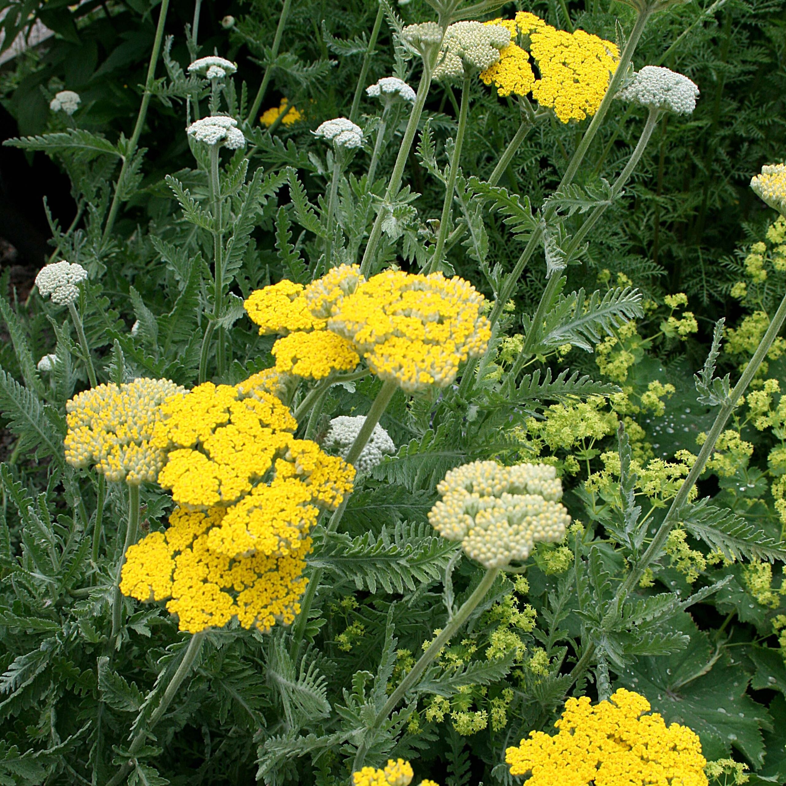Achillea (Yarrow) 'Coronation Gold' | Carbeth Plants