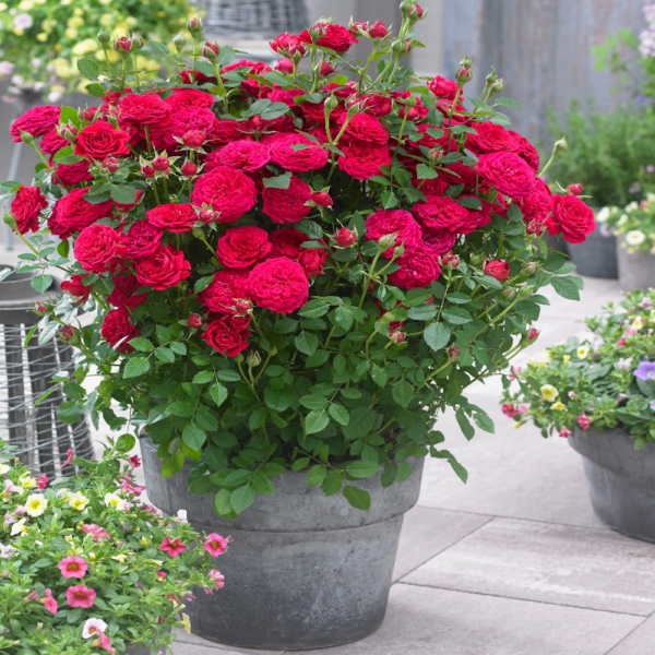 Vibrant Hybrid-Tea Rose Bush in 3L Pot | Carbeth Plants