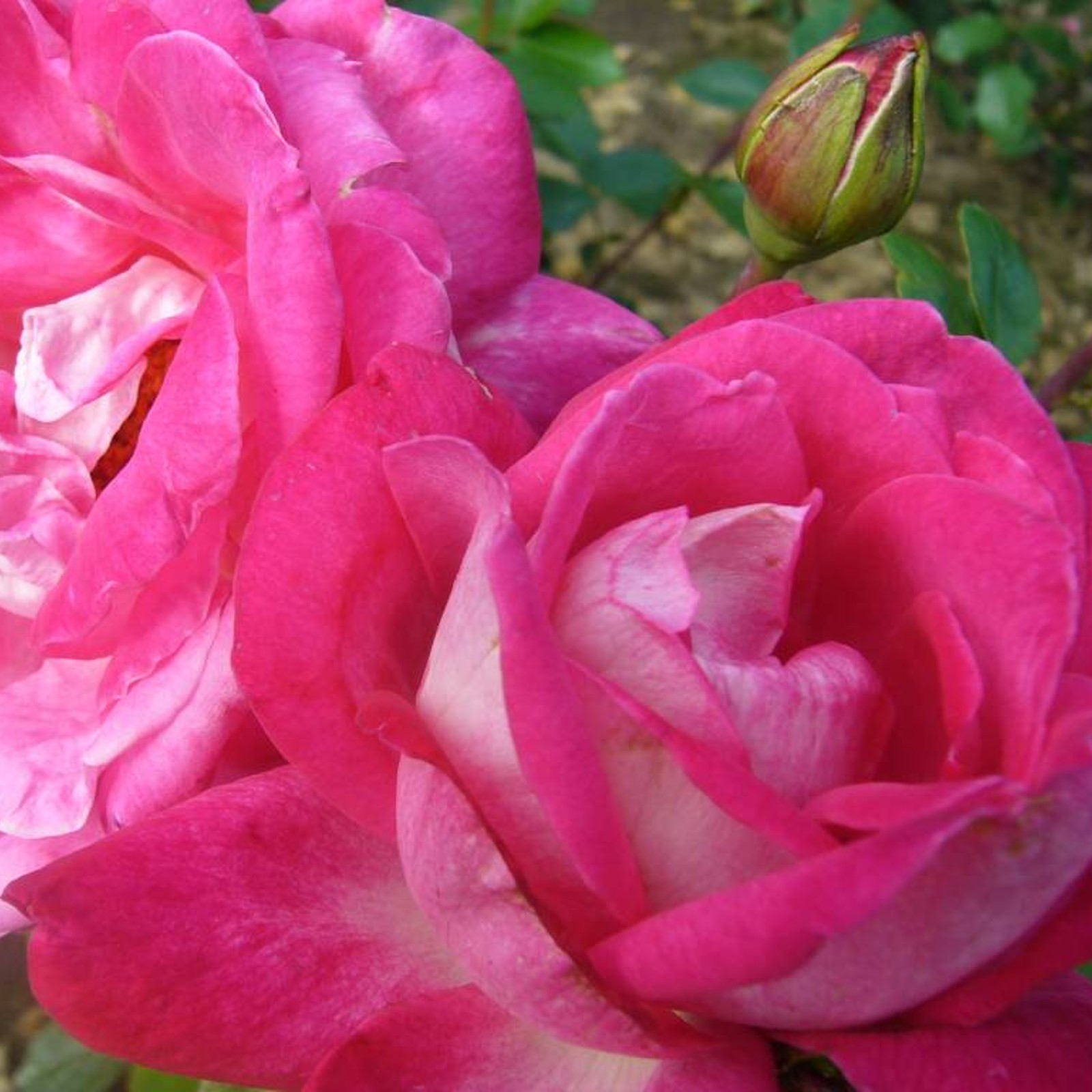 Rose Bush 'Gaujard' | Carbeth Plants