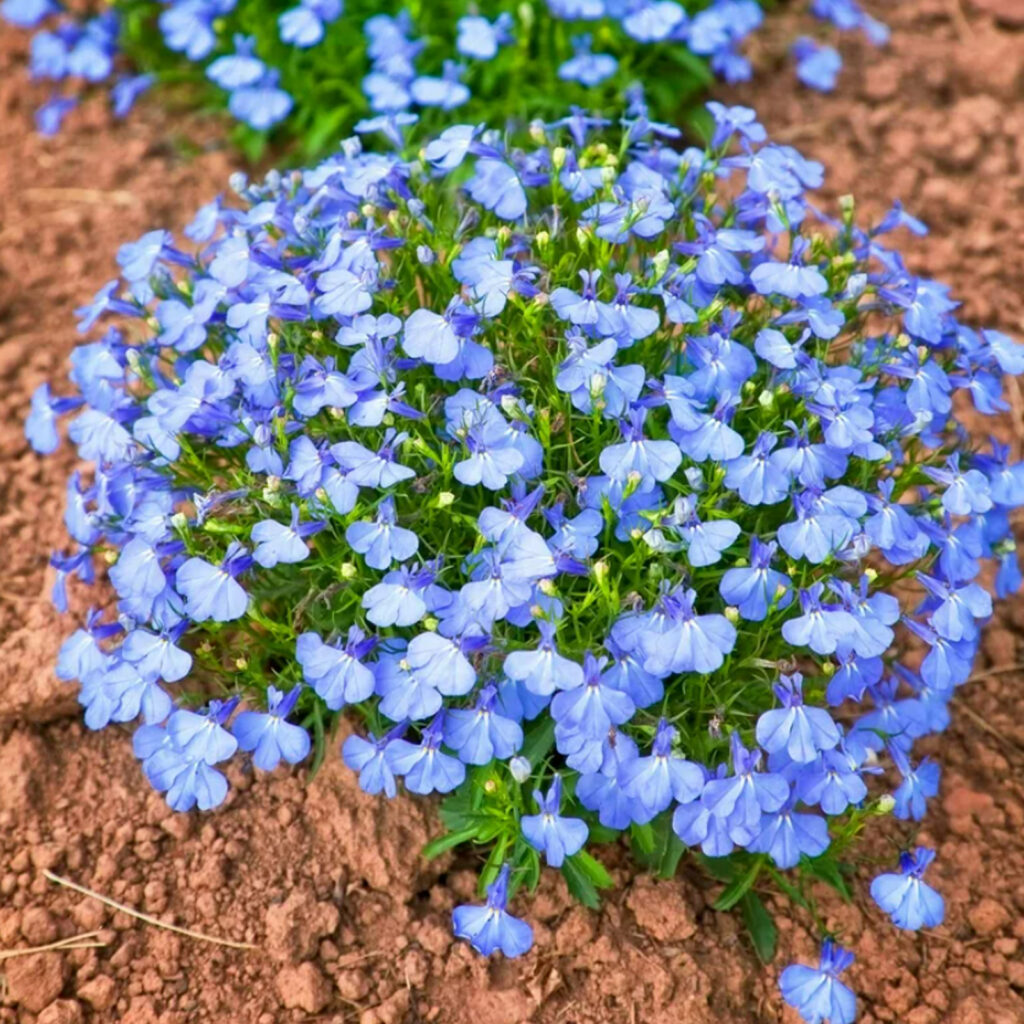 Lobelia Bush 'Cambridge Blue' - 20 Pack | Carbeth Plants