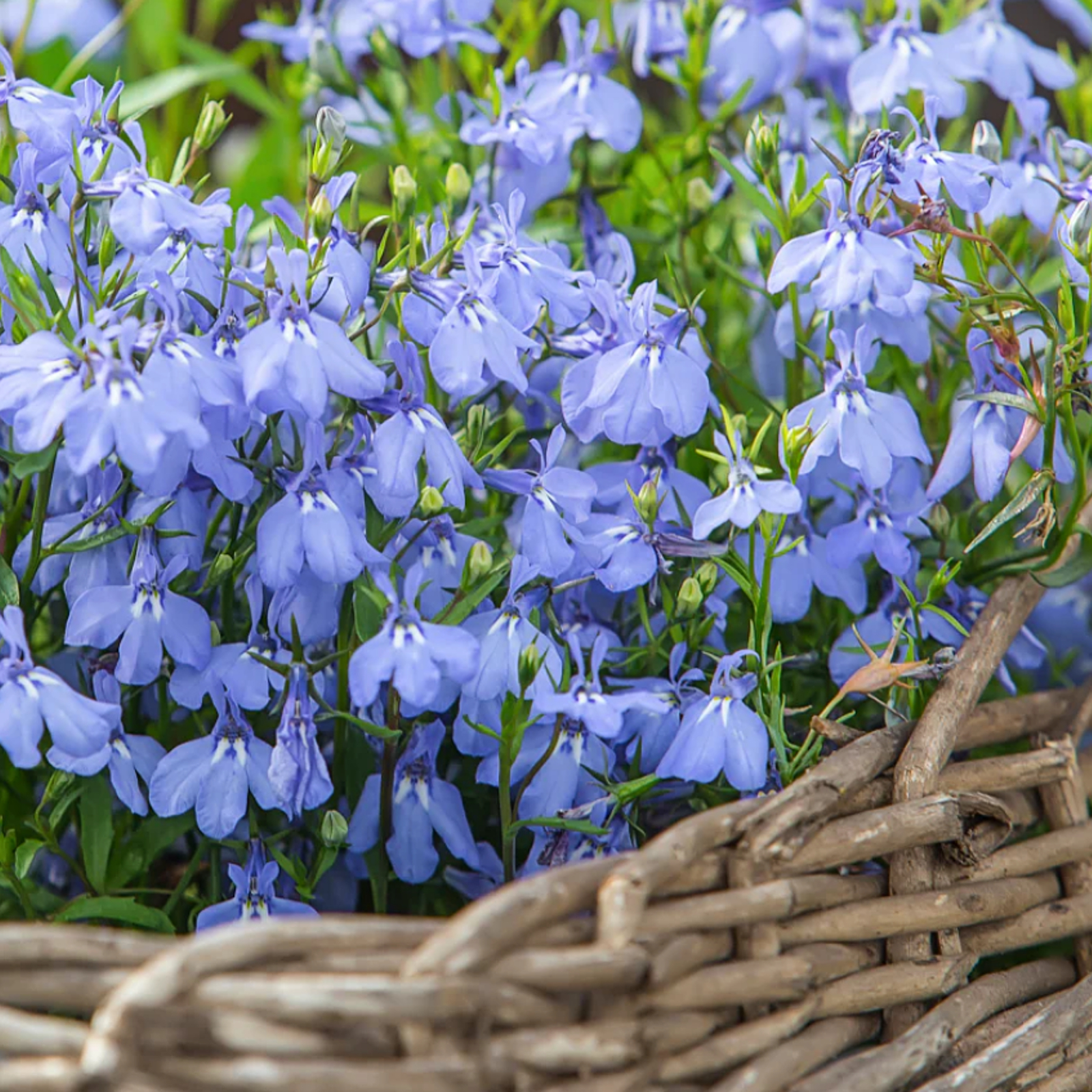 Lobelia Bush 'Cambridge Blue' - 20 Pack | Carbeth Plants