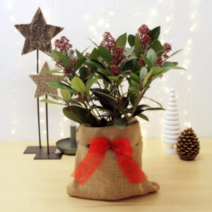 skimmia rubella outdoor plant hessian gift wrap christmas