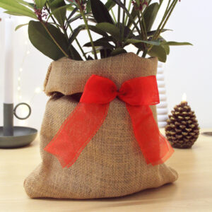 skimmia rubella outdoor plant hessian gift wrap christmas-image