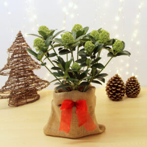 Skimmia White Cloud Plant Gift Wrapped on table